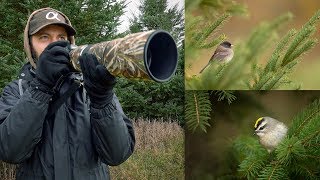 Sony a7R IV 200600mm Bird Photography Darkeyed Juncos and Goldencrowned Kinglets [upl. by Kcirednek]