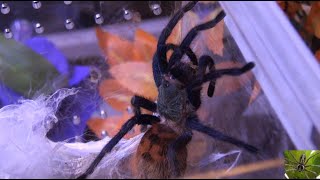 Greenbottle Blue Tarantula Habitat Transfer Chromatopelma Cyaneopubescens [upl. by Introc103]