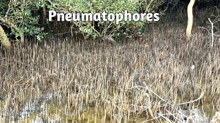 Pneumatophores  Breathing roots  Respiratory roots  Mangroves [upl. by Ethelred305]