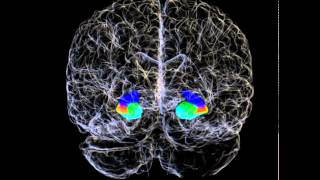 3D Hippocampus and Hippocampal Subfields of a Human Brain [upl. by Aidan494]