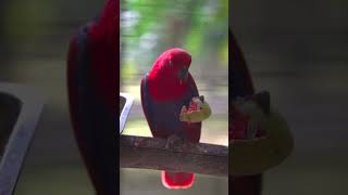 Watch a Female Eclectus Parrot Enjoying her Meal animals birds shorts wildlife parrot eclectus [upl. by Hutchison]