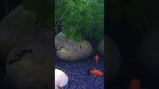 Platy and home raised mollys relief fishaquarium shortvideos fishbowl youtubeshorts [upl. by Burd]