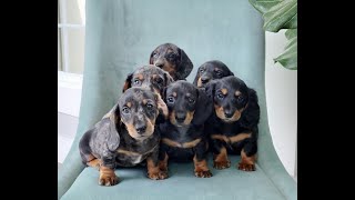 Miniature Dachshund Puppies Playtime 🐶 [upl. by Lenora]