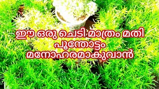 Hemigraphis repanda care and propagation  Border grass  Star grass  careamppropagation in malayalam [upl. by Deeann]