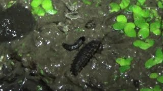 Firefly Larva Eating a Snail Next to a Rove Beetle and Moth Flies [upl. by Yntruoc844]