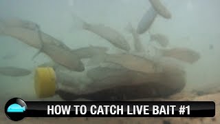 How To Catch Live Bait  We Flick Fishing Videos [upl. by Allisurd827]