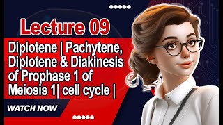 Diplotene  Pachytene Diplotene amp Diakinesis of Prophase 1 of Meiosis 1 cell cycle  Lecture 9 [upl. by Arraic]