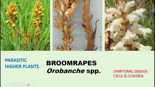 Parasitic Plants Broomrapes Orobanche spp Symptoms Cycle and Management Appraoches [upl. by Nnylirehs]