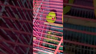 funny mitthu parroting parrot birds [upl. by Abagail]