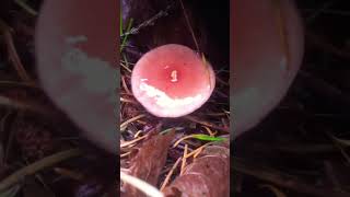 beautiful rose russula pretty mushrooms forage nature forest love ytshorts fyp ytshorts [upl. by Willms]