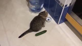 Funny cats scared of cucumbers  cat vs cucumber compilation [upl. by Nyrak]