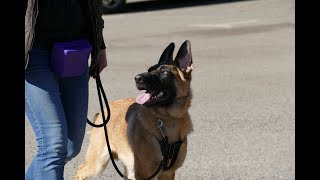 Max  5 month old Malinois x German Shepherd Puppy  4 Weeks Residential Dog Training [upl. by Onitnatsnoc]