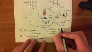 Long Term Potentiation and NMDA Receptors Part 6 [upl. by Giacinta986]