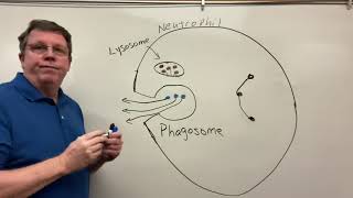 Phagocytosis Neutrophils amp Macrophages [upl. by Oivat52]