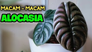 KIND OF ALOCASIA [upl. by Nairim]