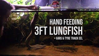 Hand Feeding 3ft Lungfish  Gars amp Eel [upl. by Russell]