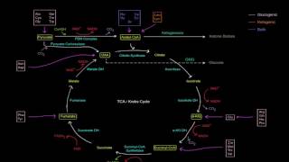 Amino Acid Oxidation Pathways Part 1 of 10  Intro [upl. by Timothy]