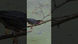 Green Heron Catches a Fish birds nikonwildlife greenheron shorts [upl. by Wolfgram461]