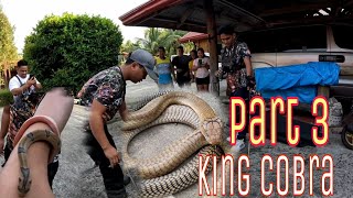 PART 3 KING COBRA ATTACK NAG LALABASAN NAcobraprince [upl. by Atinot]