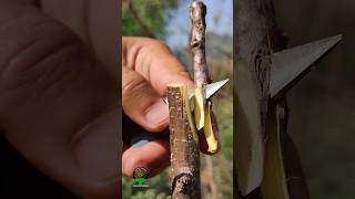 grafting techniques of fruit plants apricot viralshorts [upl. by Gerti]