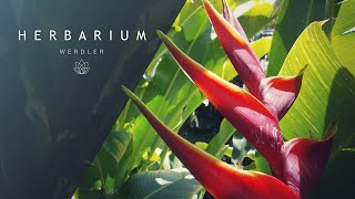 Heliconia bihai Arawak  Lobster Claw [upl. by Agnimod]