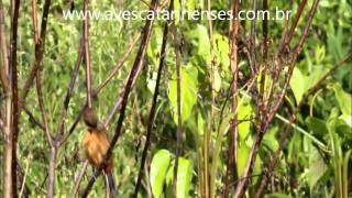 Curió Sporophila angolensis Chestnutbellied SeedFinch  MVI 8496 [upl. by Camarata]