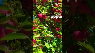 apple🍎 appletreefruitgardenyoutube short [upl. by Senalda596]