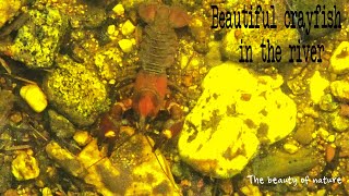 Beautiful crayfish in the river  a beautiful animal in the water [upl. by Tteltrab]