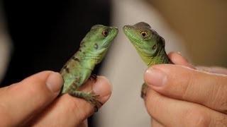 4 Cool Facts about Basilisks  Pet Reptiles [upl. by Dieterich]