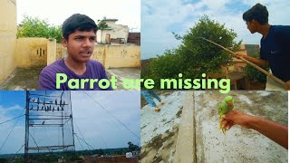 Parrot are missing parrot ko pakar liya parrot are flying parrot are so cute [upl. by Gaeta]