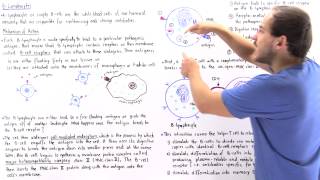 Mechanism of BLymphocytes [upl. by Ennaisoj]