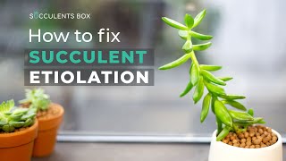 BEGINNER TIPS HOW TO FIX SUCCULENT ETIOLATION  WHY SUCCULENT IS LEGGY OR STRETCHED [upl. by Farnham]