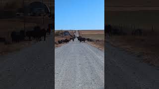 Traffic jam in cow country cow cattlerearing cattlerancher [upl. by Phedra]