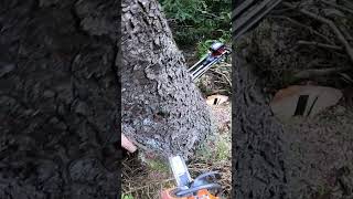 Fichte Zufällen husqvarna 572 chainsaw tree timber forest forestry [upl. by Kara-Lynn]