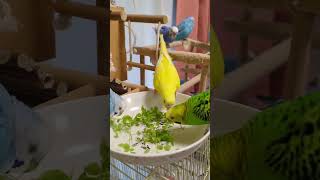 My buddies Colony 😍🕊 birds budgiesbeby parrot lovebirds lovebirdsbudgies lovesigns [upl. by Nolos376]