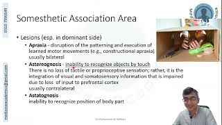 Parietal Lobe Functional Areas [upl. by Fergus]