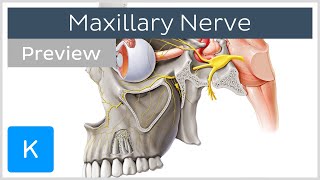 Maxillary nerve Branches course preview  Human Anatomy  Kenhub [upl. by Angid]