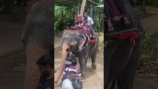 Thekkady Elephant Safari Kerala [upl. by Zak]