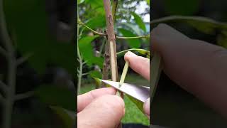 AMAZING GRAFTING TECHNIQUE [upl. by Lenoil]