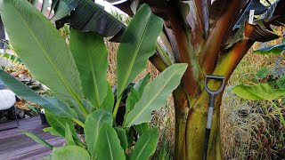 436 Ensete Ventricosum Maurelli  Wykopki 8112020 [upl. by Golub876]