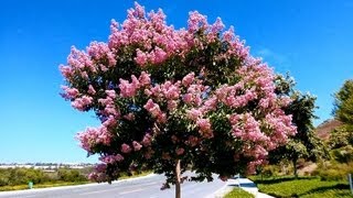 Pink Crape Myrtle Lagerstroemia indica Carlsbad California [upl. by Areit]