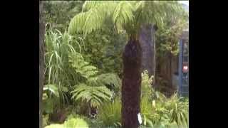 Dicksonia Antarctica and Cyathea Cooperi fernery [upl. by Erlond]