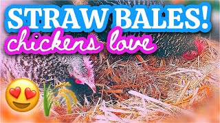 Easy Enrichment Idea For Chickens [upl. by Chrisy]