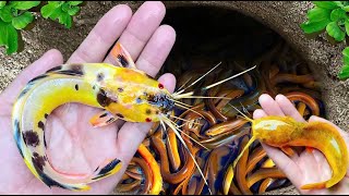 Catching Strange Tiny Ornamental Panda Catfish Surgeonfish Neon fish Pufferfish Koi Fish [upl. by Hewart]