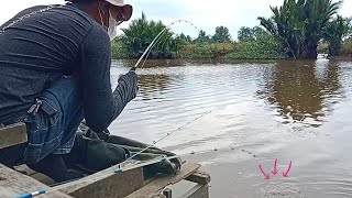 VIRAL IKAN MAHAL INI BERHASIL TAKHLUK [upl. by Anal549]