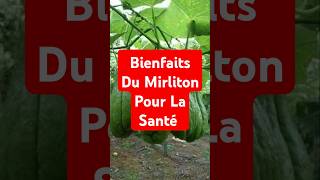 Bienfaits Du Mirliton Pour La Santé [upl. by Eimas370]