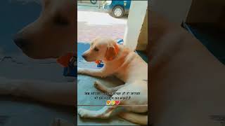 Matinalli helalare nuytshorts animals animallover honesty doggie rayadutrending status dog [upl. by Burnie]