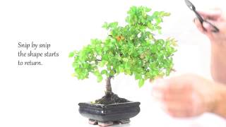 Indoor Bonsai Care  Chinese Sweet Plum Bonsai Pruning [upl. by Hackett]