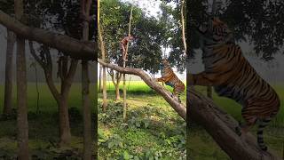 Sher hamla kar deta mai toh dar gaya khushigadhvi Shorts tiger tigershesher sherni [upl. by Kampmeier]