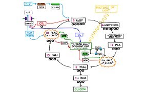 Calvin Cycle explained [upl. by Ailime]